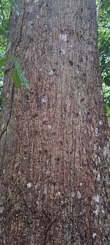 Eriotheca macrophylla, photograph 6