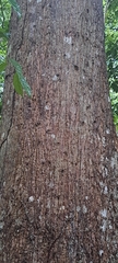 Eriotheca macrophylla, photograph (c) Marcio Santos Ferreira, some rights reserved (CC BY)