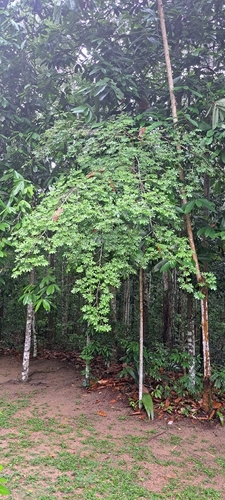 Eriotheca candolleana