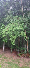 Eriotheca candolleana