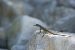 Anolis chlorocyanus