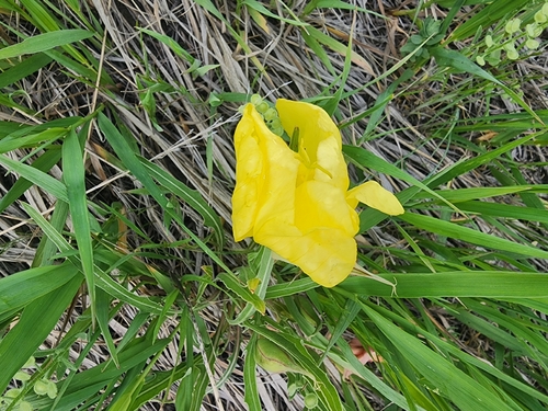 Howard's Evening Primrose (Oenothera howardii)