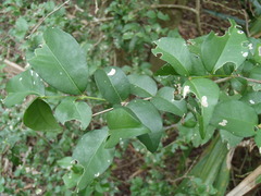 Malpighia glabra