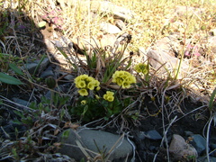 Draba alpina