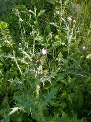 Cirsium creticum