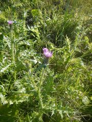 Cirsium creticum