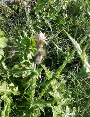 Cirsium creticum