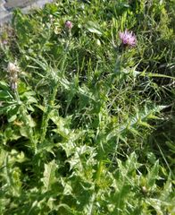 Cirsium creticum