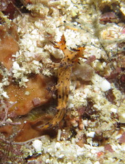Cabangus regius