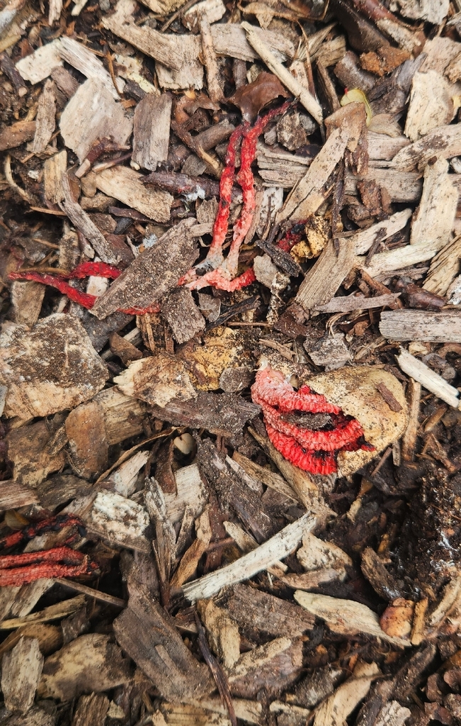 Clathrus archeri · January 2026 · photo: © alamettyr (iNaturalist, cc-by)