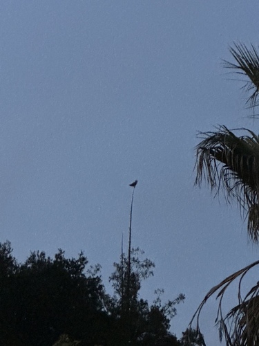 View observation of {o.common_name} on iNaturalist