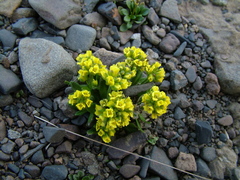Draba alpina