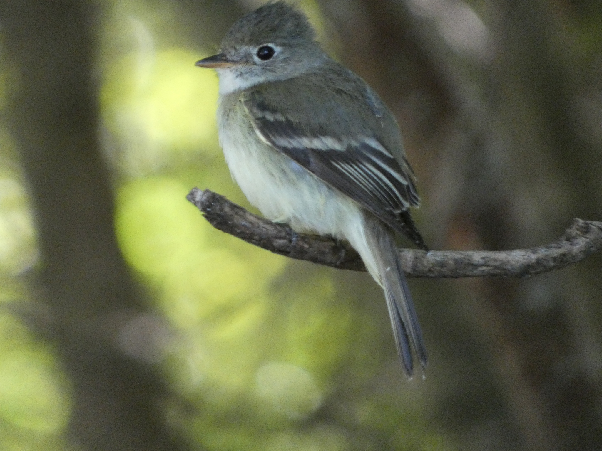 Least Flycatcher (Empidonax minimus), photo 3