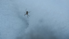 Pityohyphantes phrygianus