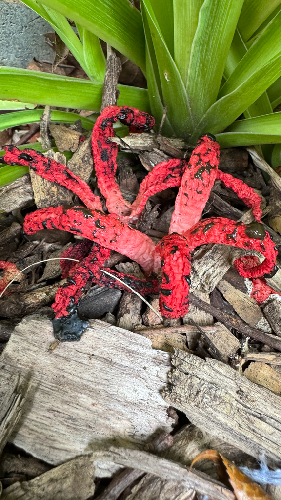 Clathrus archeri · January 2026 · photo: © frankashwood (iNaturalist, cc-by)