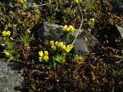 Draba alpina