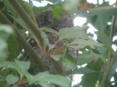 Psiloscops flammeolus
