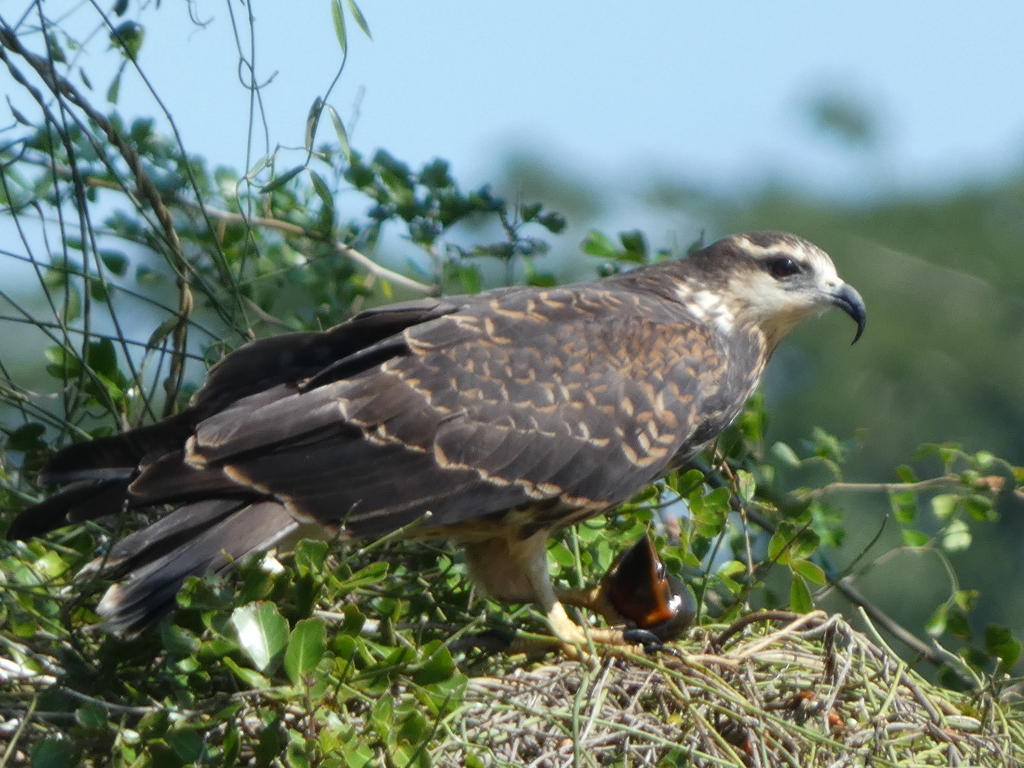Rostrhamus sociabilis major