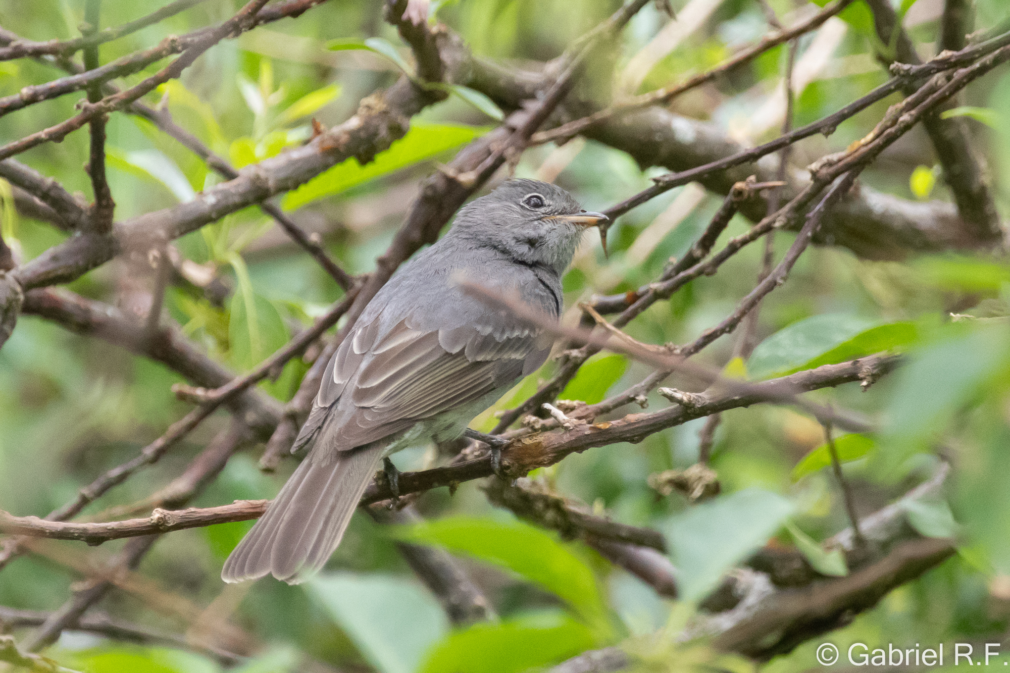 Slaty Elaenia (Elaenia strepera), photo 1