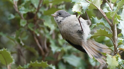 Pipipi (Mohoua novaeseelandiae), photo 10