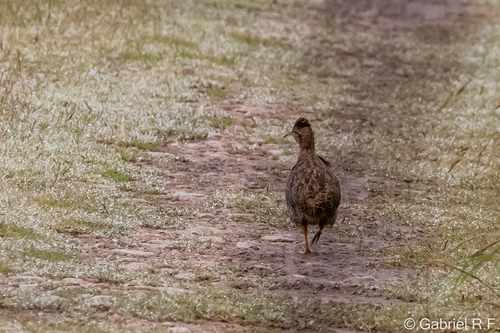 Huayco Tinamou (Rhynchotus maculicollis)