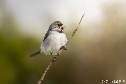 Double-collared Seedeater (Sporophila caerulescens), photo 5