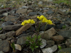 Draba alpina