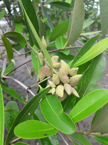 black mangrove