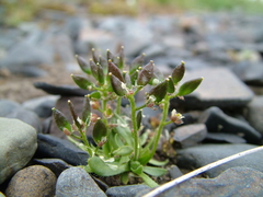 Draba alpina
