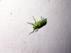 Hexacentrus unicolor