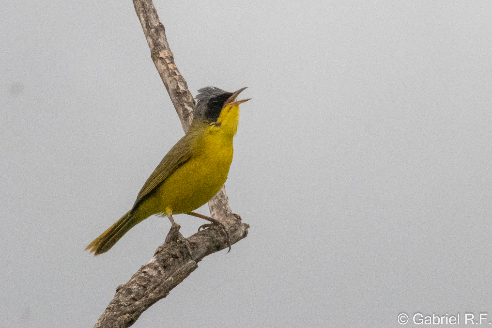 Southern Yellowthroat (Geothlypis velata), photo 4