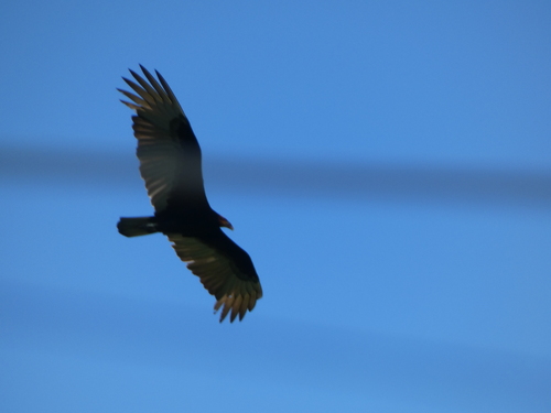 Lesser Yellow-headed Vulture (Cathartes burrovianus), photo 7
