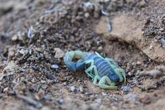 Parabuthus schlechteri