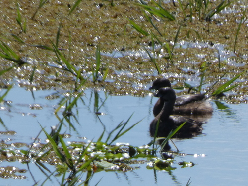Least Grebe (Tachybaptus dominicus), photo 5