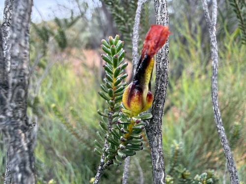 Drummondita wilsonii, 2025-11-05