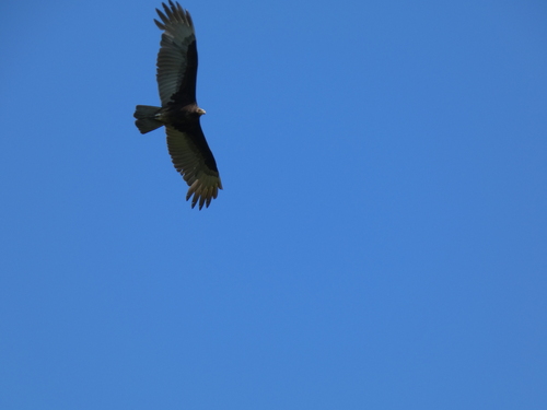 Lesser Yellow-headed Vulture (Cathartes burrovianus), photo 8