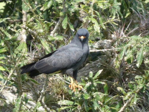 Common Black Hawk (Buteogallus anthracinus), photo 5