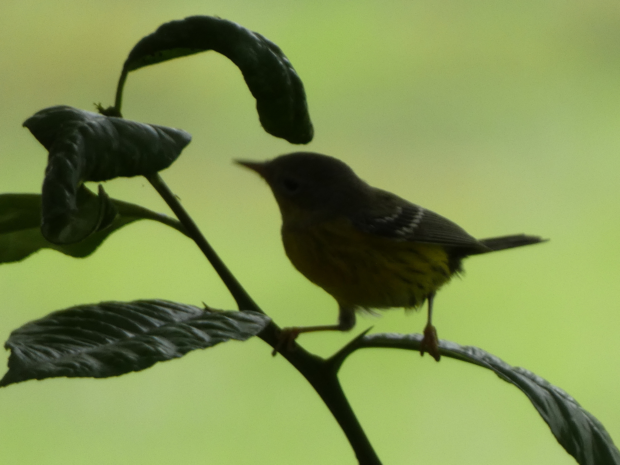 Magnolia Warbler (Setophaga magnolia), photo 3