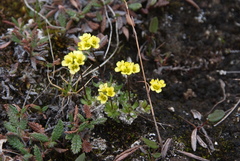 Draba alpina