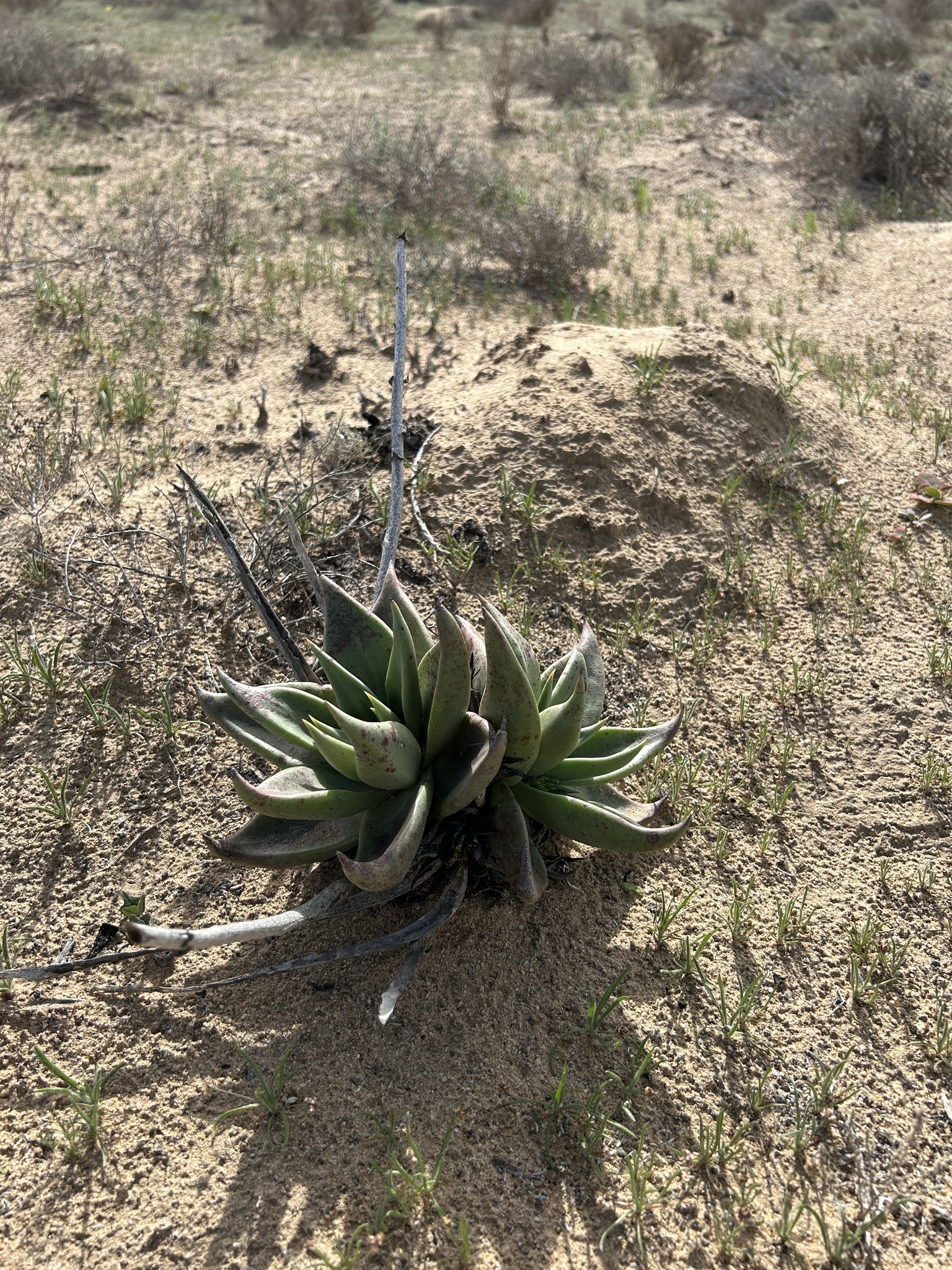 Vizcaino Dudleya (Dudleya acuminata)