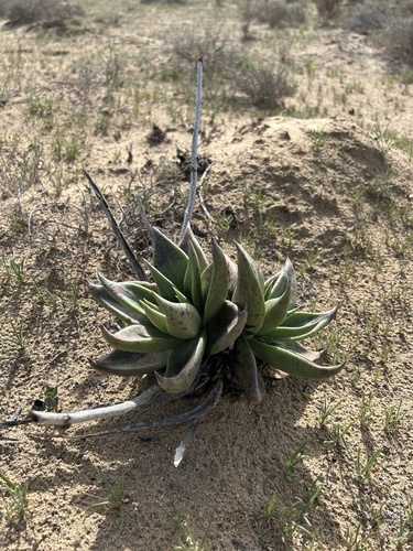 Dudleya acuminata