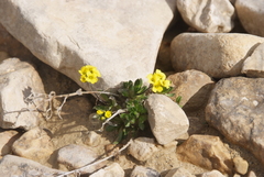 Draba alpina