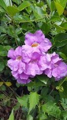 Bignonieae