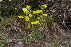 Draba alpina