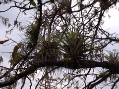 Tillandsia prodigiosa