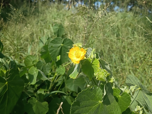Abutilon grandifolium observed 2026-01-20
