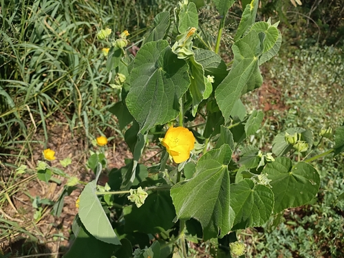 Abutilon grandifolium observed 2026-01-20