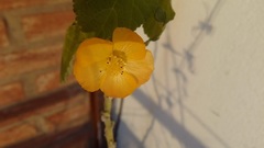 Abutilon grandifolium