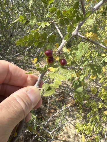 Bursera filicifolia Brandegee