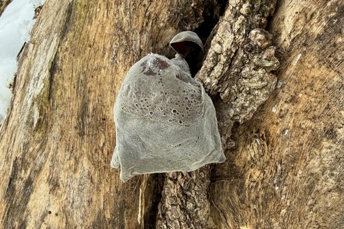 Wood ear fungi